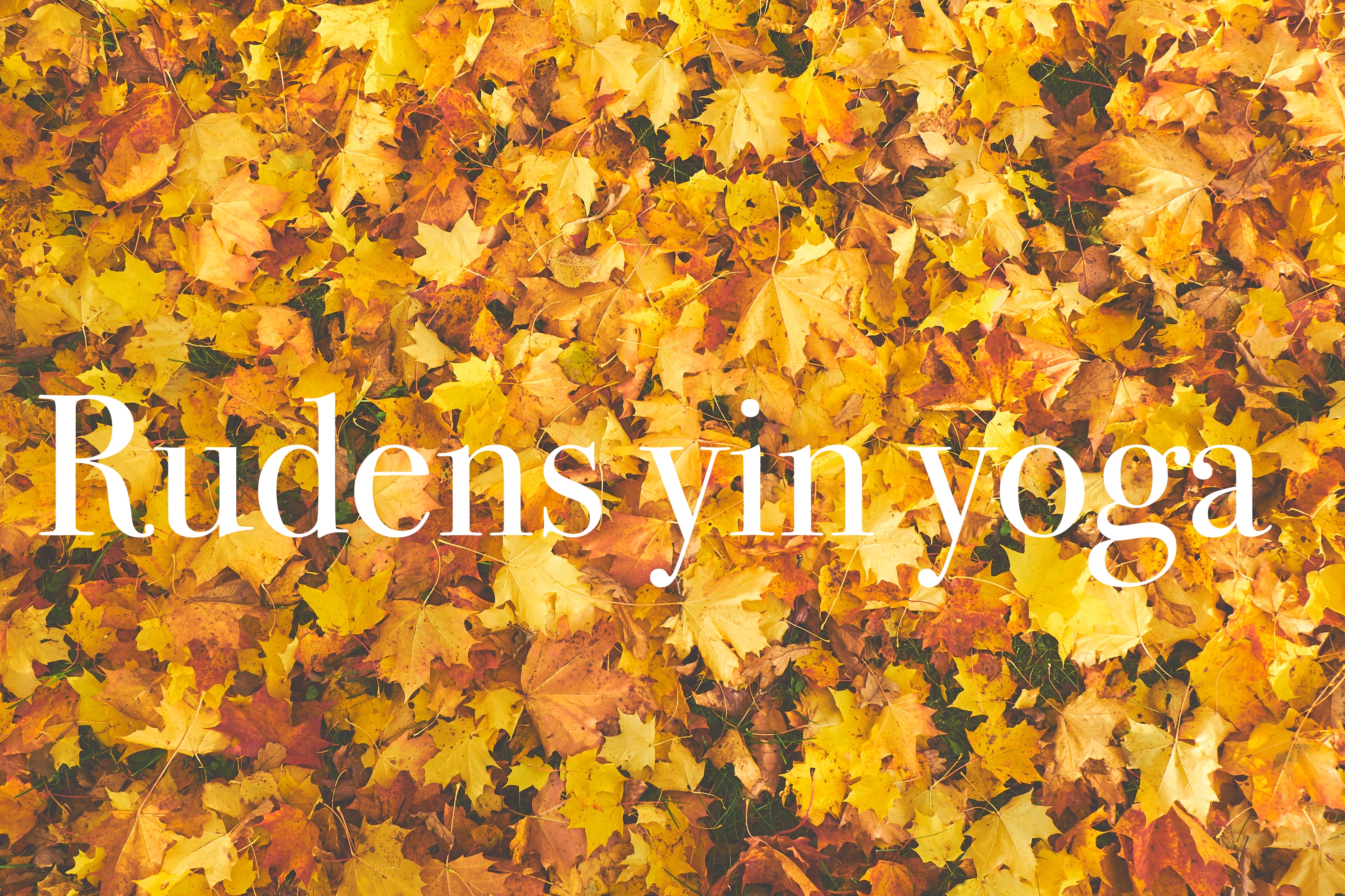 Rudens yin joga jeb plaušu un resnās zarnas meridiāni Rudens yin joga jeb plaušu un resnās zarnas meridiāni