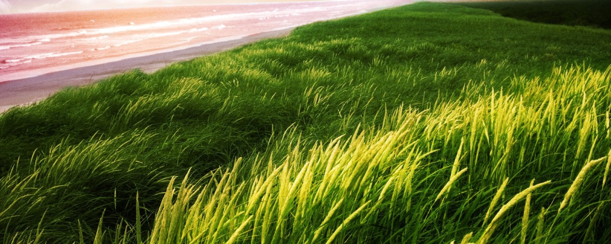 FreeGreatPicture.com-51529-seaside-green-grass