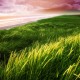 FreeGreatPicture.com-51529-seaside-green-grass