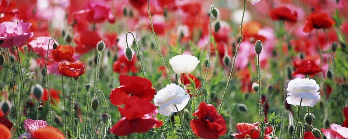 poppies_field-wallpaper-1366x768