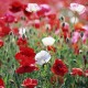 poppies_field-wallpaper-1366x768