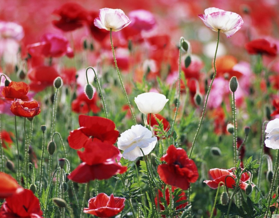 poppies_field-wallpaper-1366x768