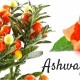 Ashwagandha_(1)