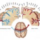 homunculus-map-spencer-sutton