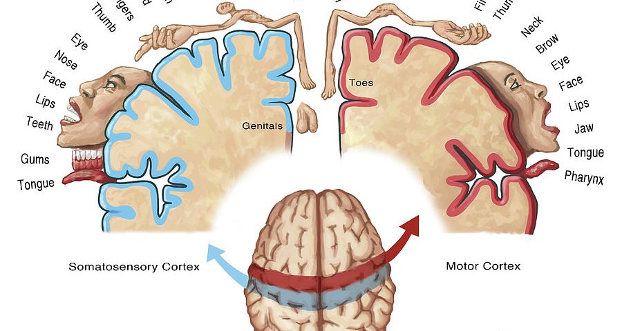 homunculus-map-spencer-sutton