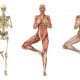 A woman stands in a yoga tree pose, anatomical overlays -  these images will line up perfectly,  and can be used to study anatomy - 3D render.